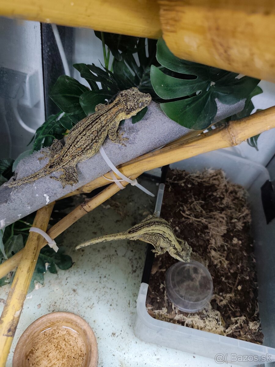 Rhacodactylus auriculatus pár - 3