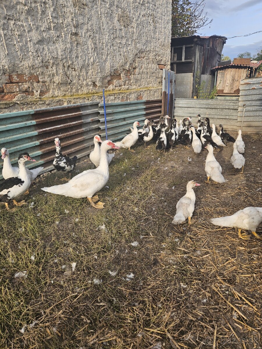 Predám čínske kačky - 3