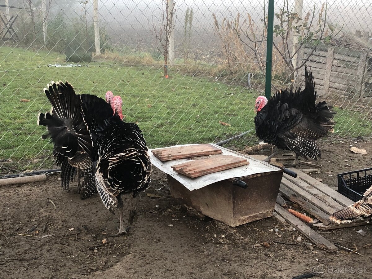 Moriak bronzový - predám - 3