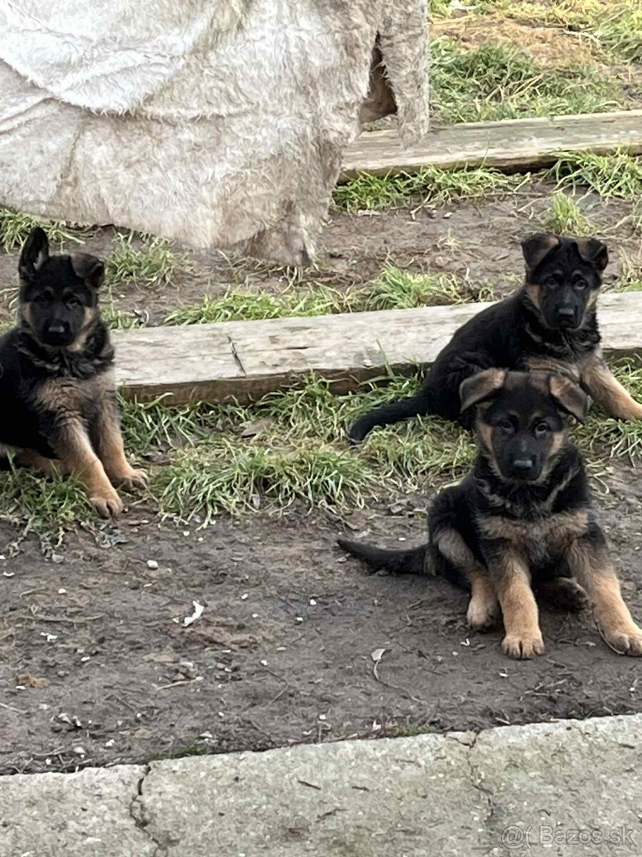 Nemecký ovčiak šteniatka - 3