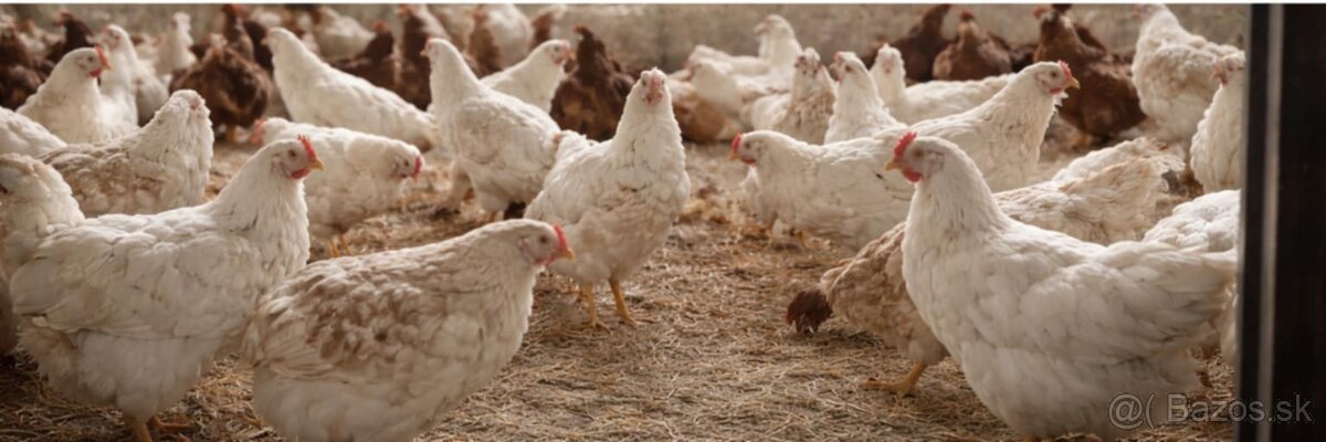 Vysoko-znáškové nosnice TETRA Amber - 3