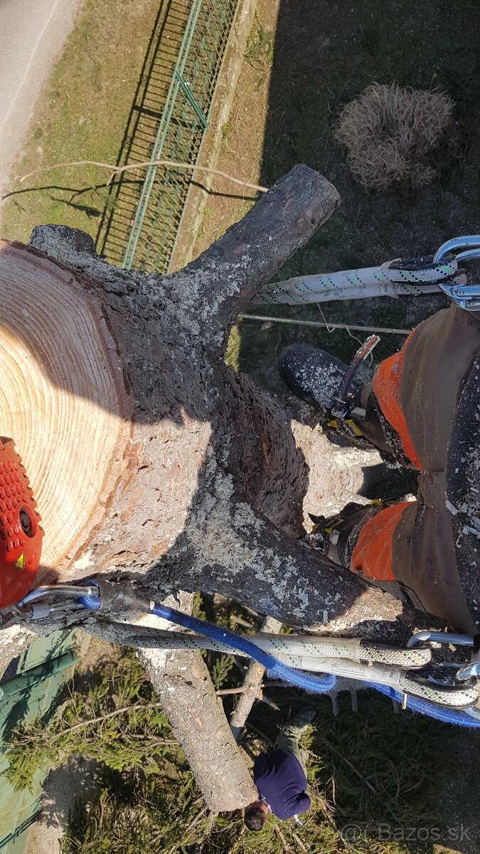 Výrub stromov - 3