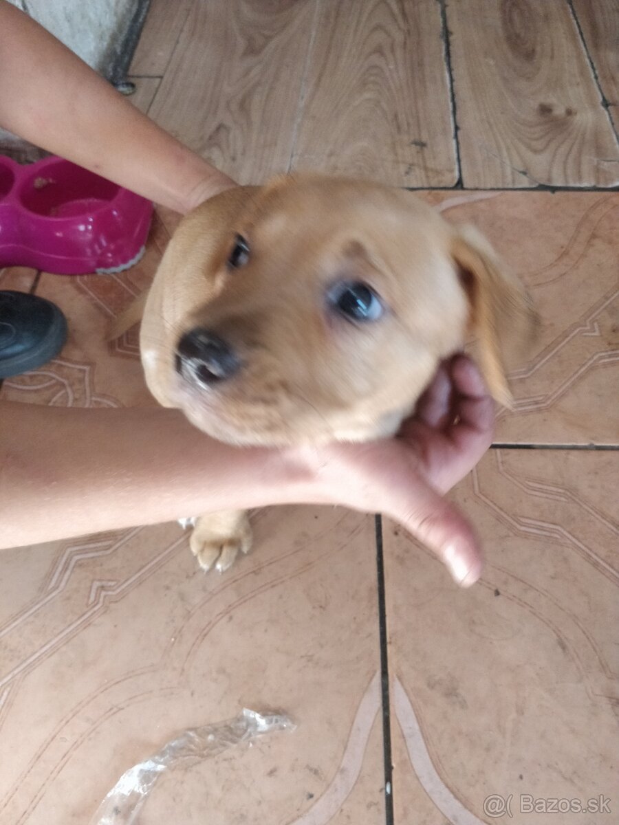 Labrador - 3