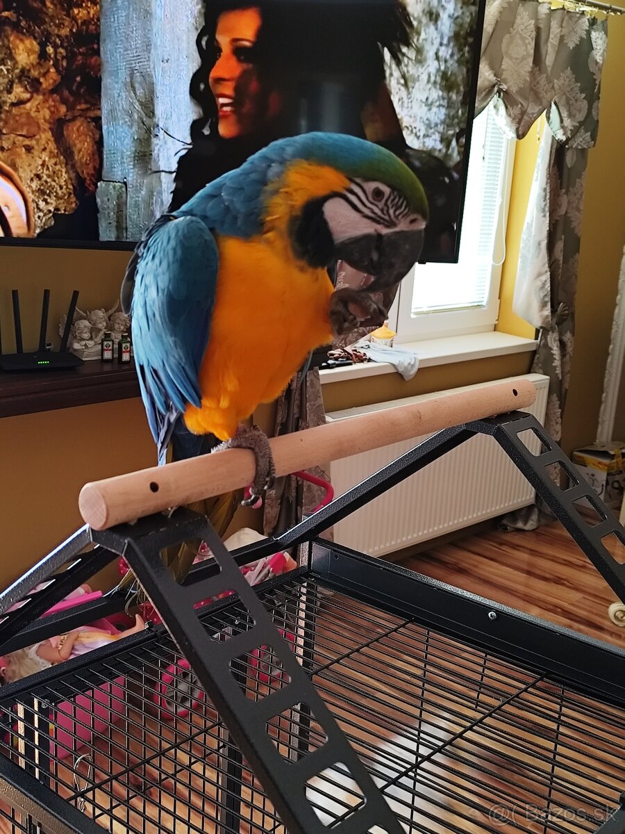 Predám samičku Aru Araraunu - 3