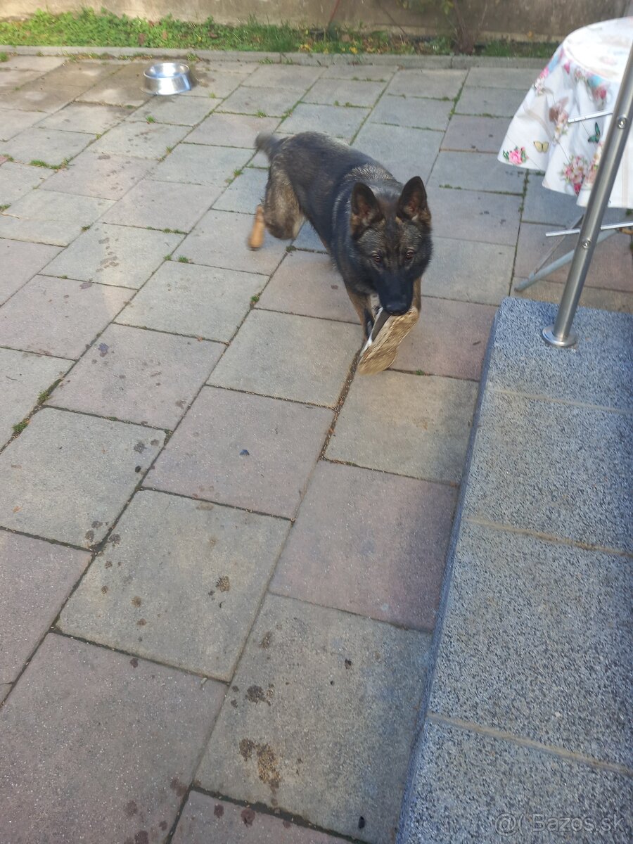 Predám ČISTOKRVNÉÚkrásnu tmavú vlkošedú sučku NO - 3