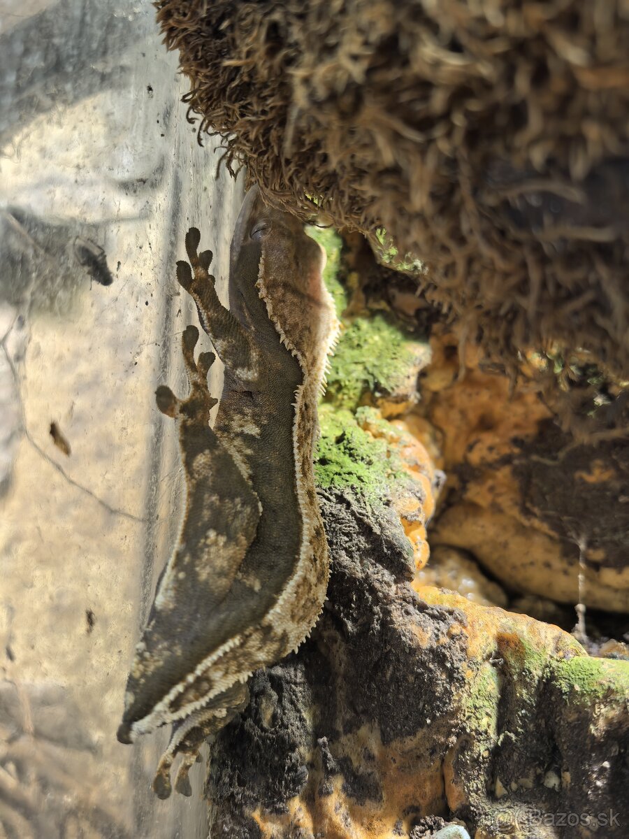 Pagekon riasnaty - correlophus ciliatus - 3