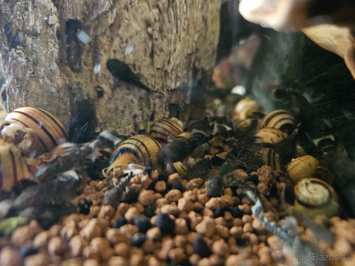 Akcia Mladé ancitrusy-prísavníky a krevetky mix - 3