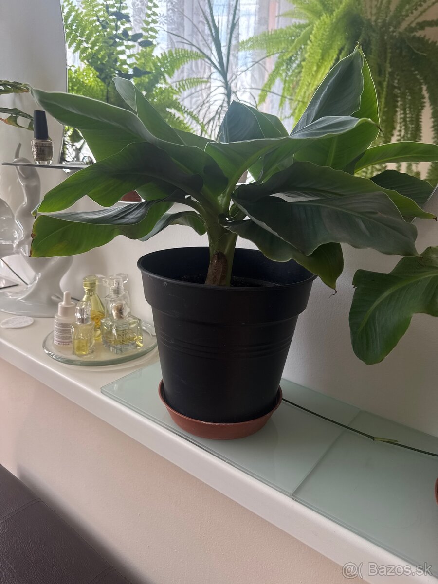 Bananovnik Musa Basjoo - 3