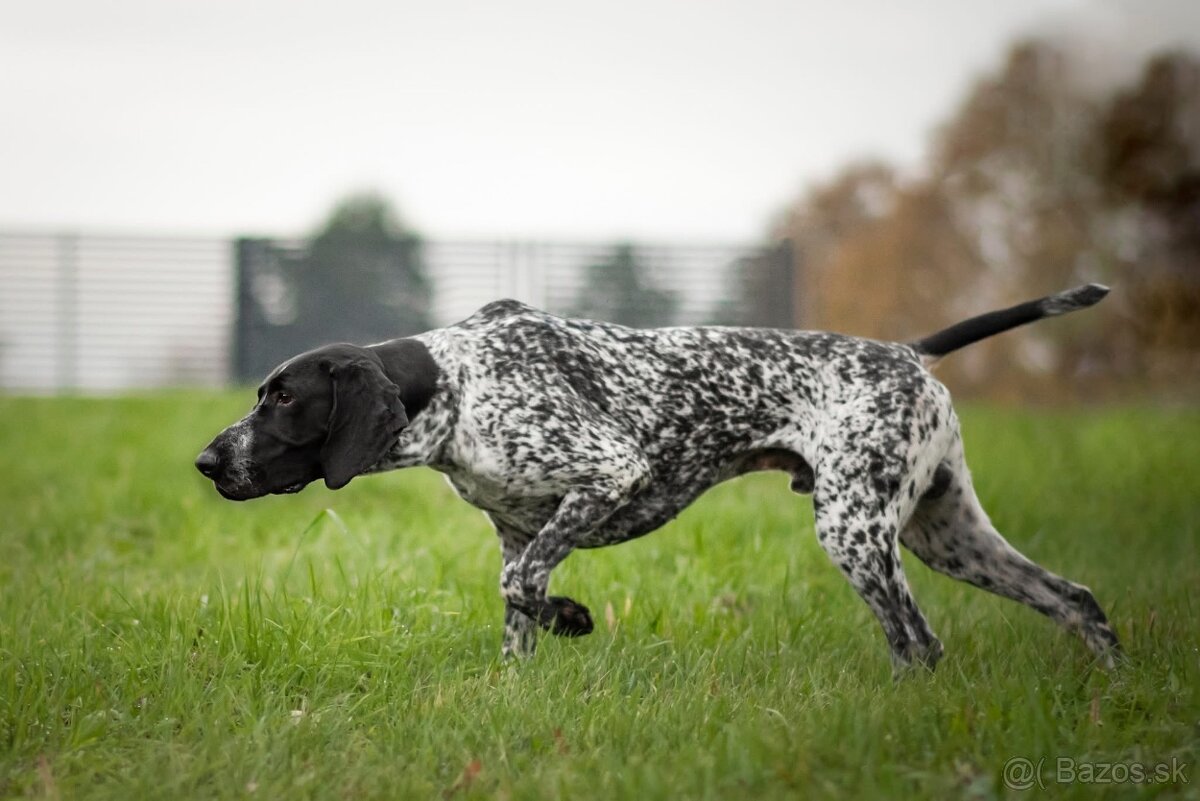 Německý ohař krátkosrstý - 3