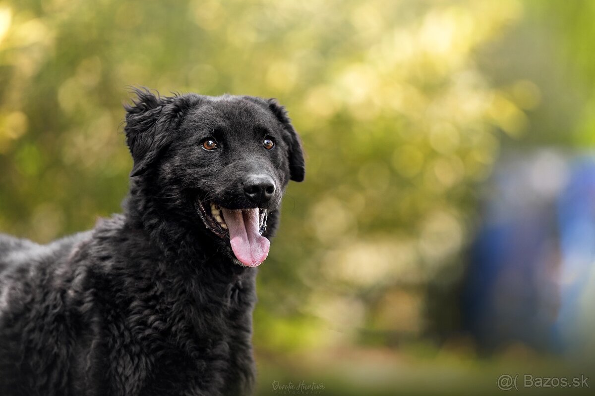 Darujem kučeravého rozumného psa Nica - mix pudel - 3