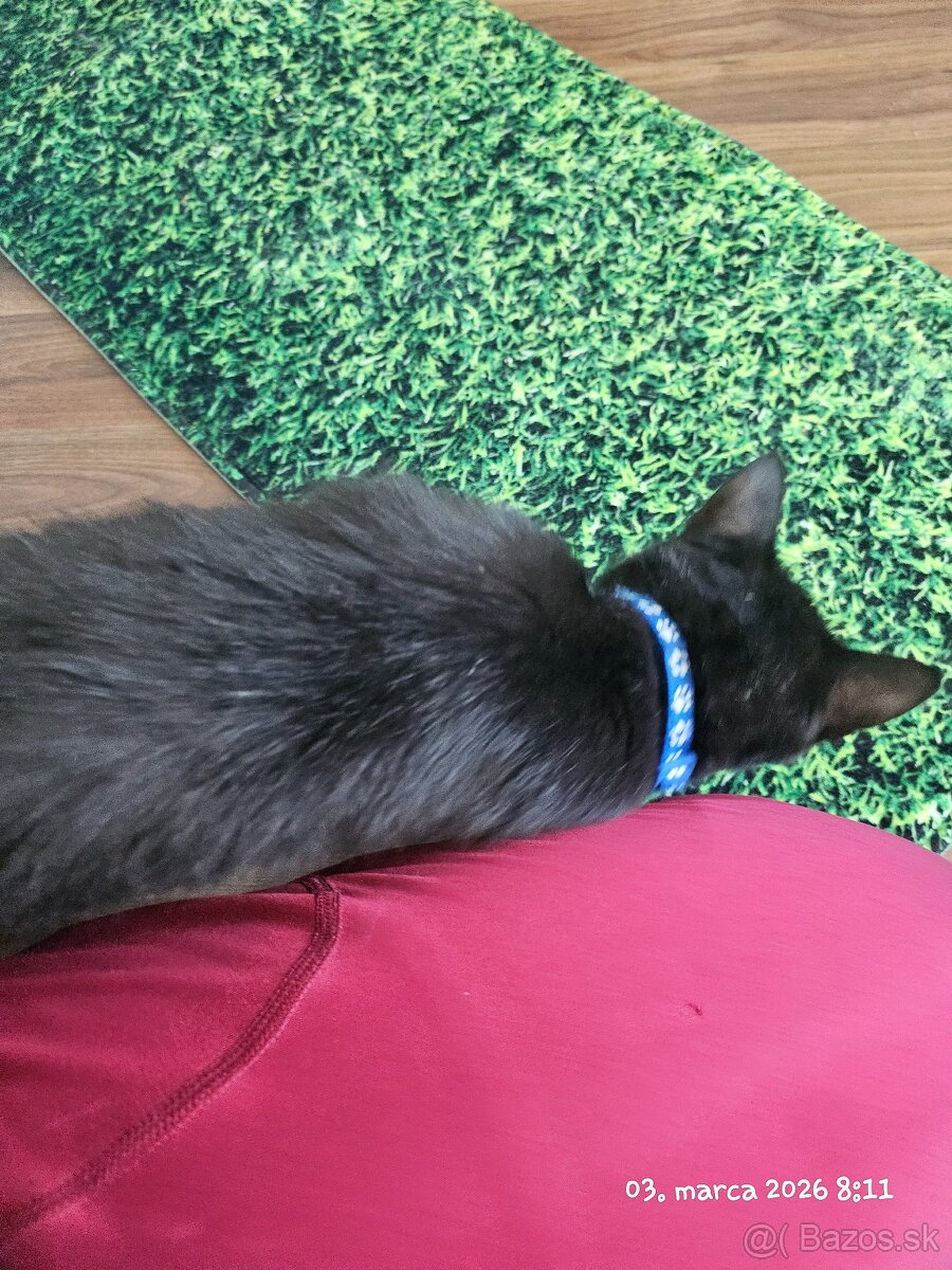 Darujem surne 6 mesačného kocurika - 3