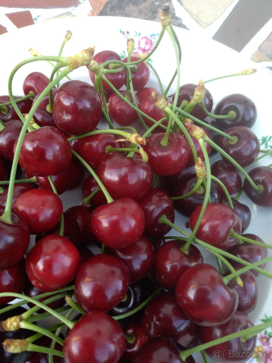 Sadenice jahod a malin, ovocny strom - 3