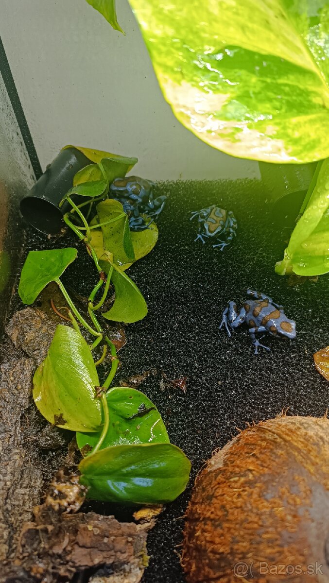Dendrobates auratus bronze - 3