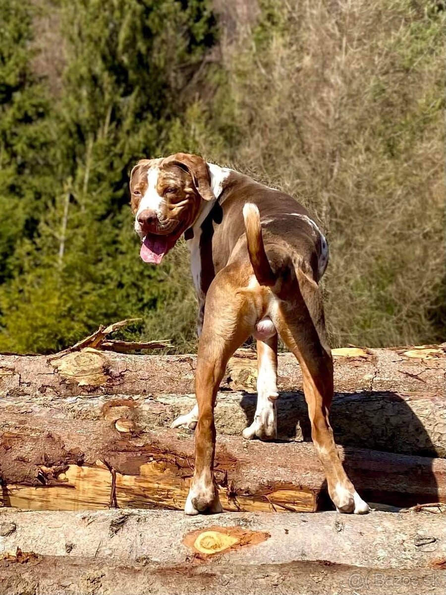 Louisianský leopardí pes - šteniatka s PP - 3