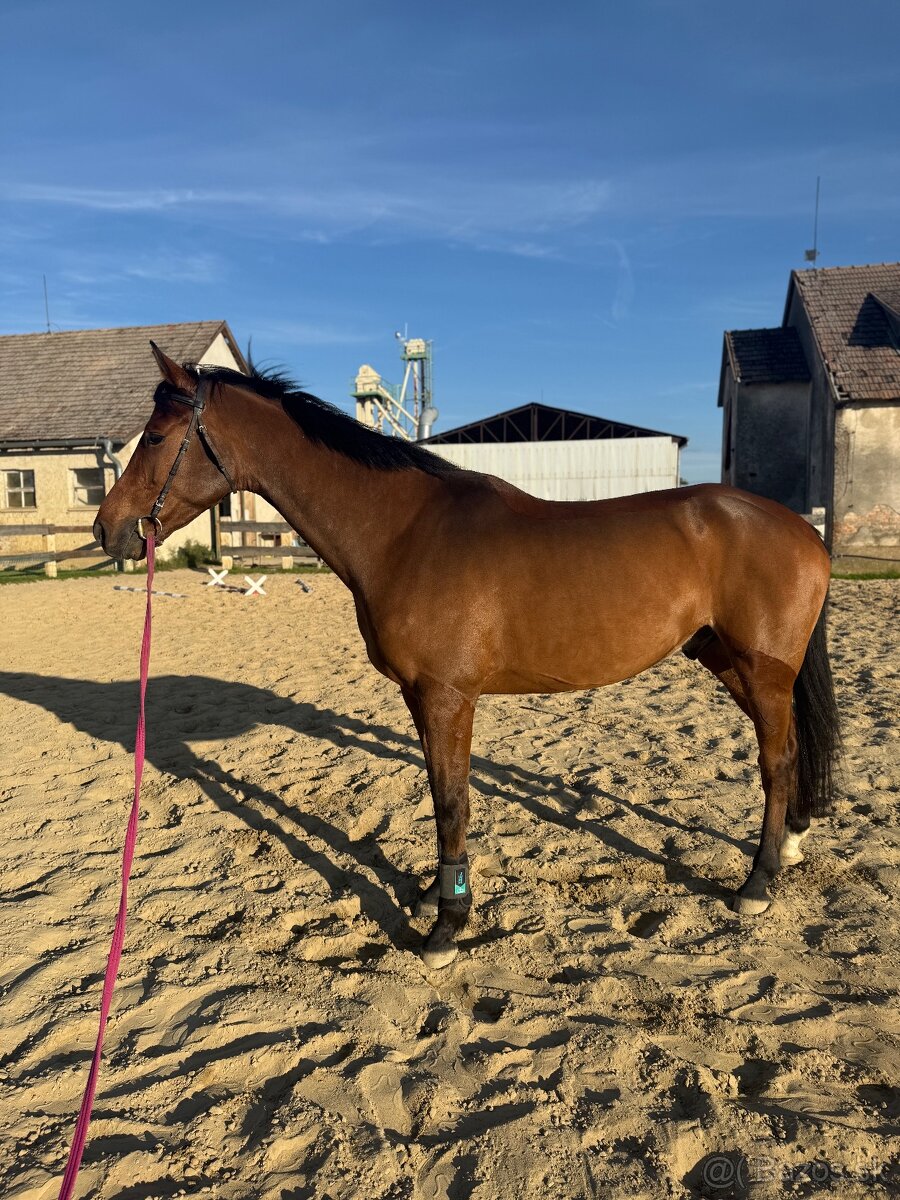 Krasny 4r oldenbursky valach - 3