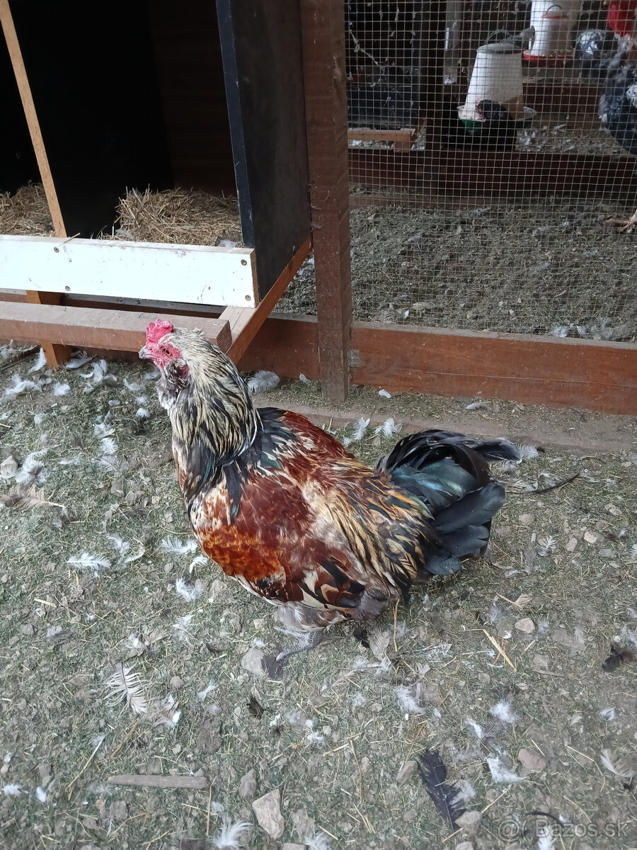 Predaj kohútov - 3