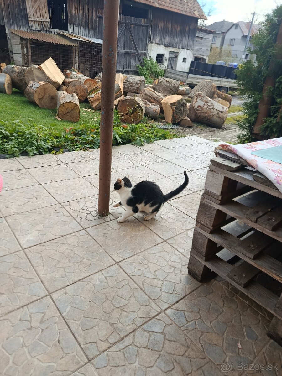 Dobrí den darujem mačatka - 3