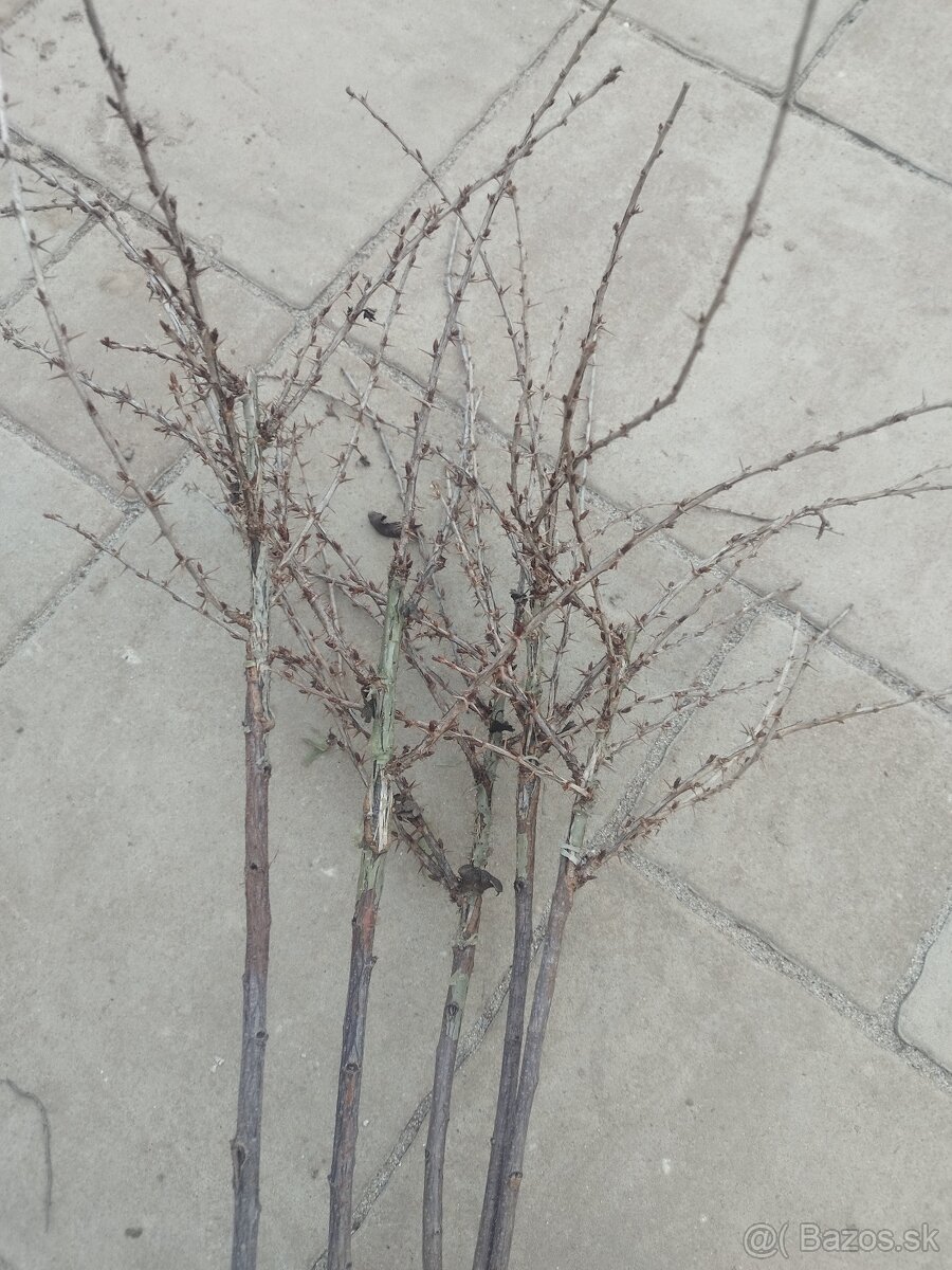 Ríbezle, egreš, josta - 3