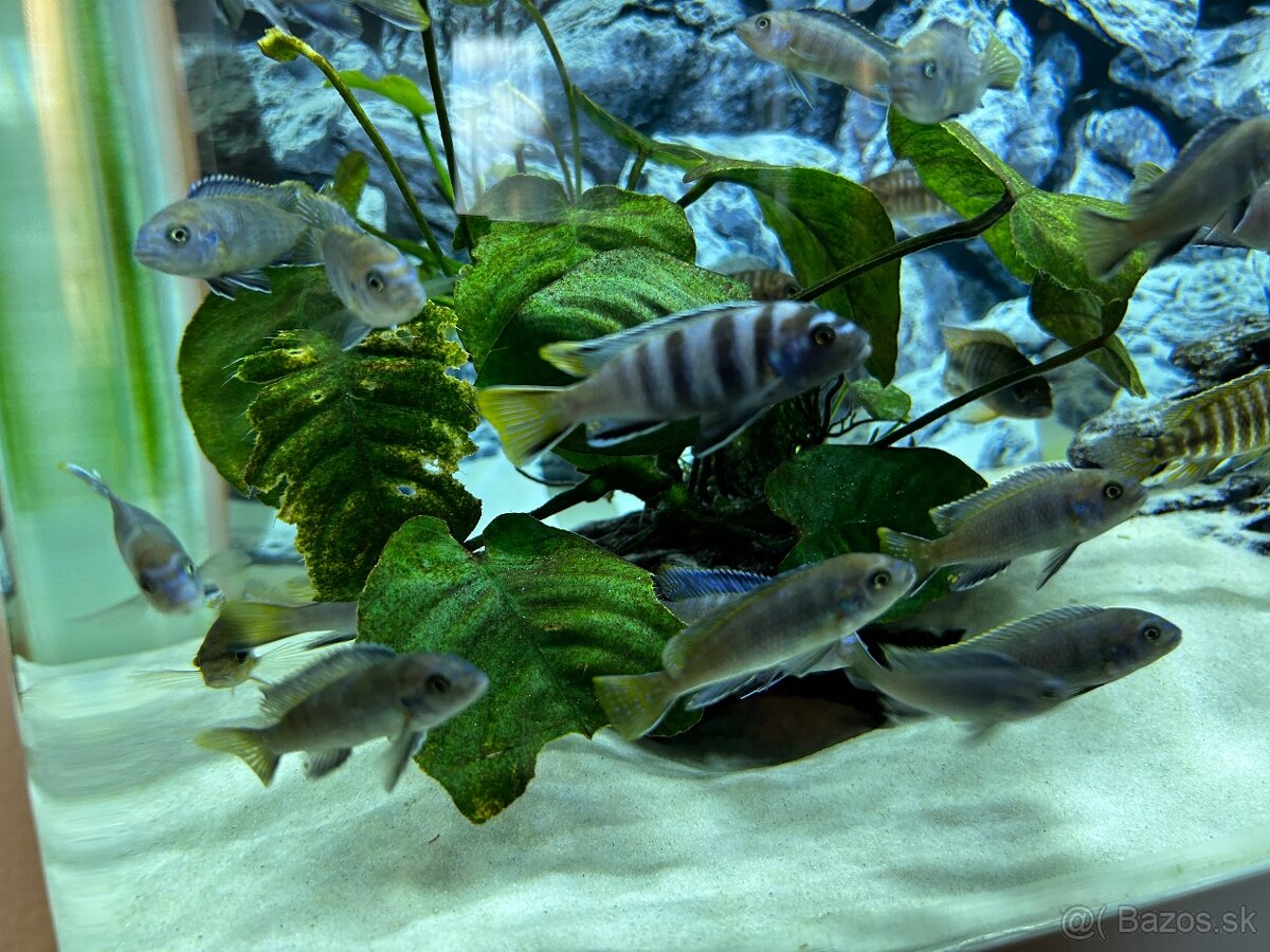 Africké Cichlidy Malawi - 3