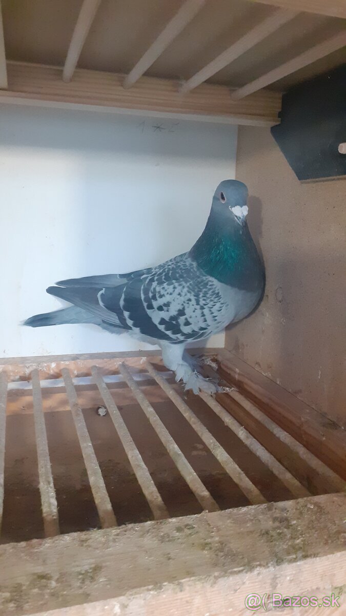 Postove holuby - 3