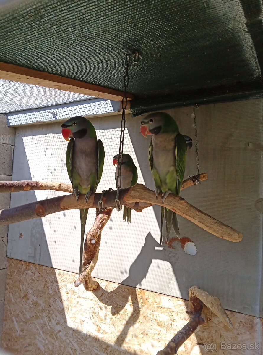 Alexander čínsky - 3