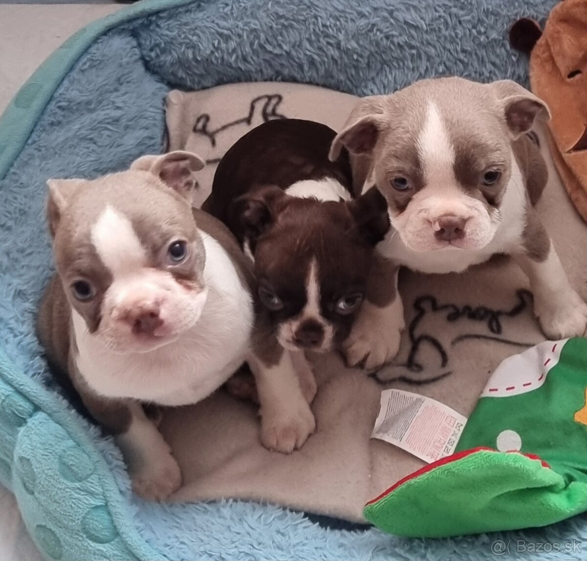 Boston terier Bostonsky terier - 3