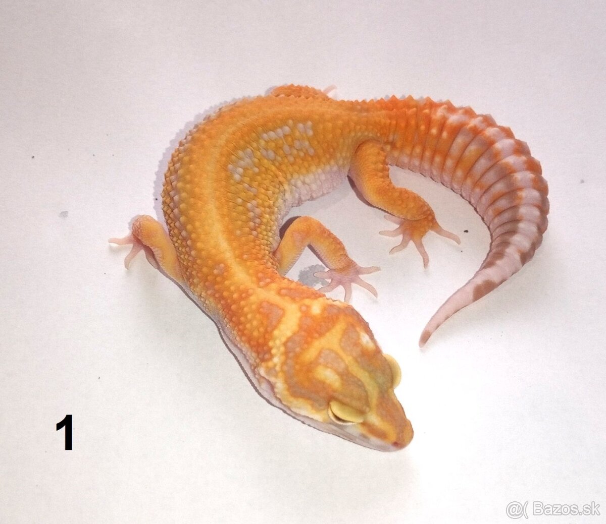 Gekončík nočný - 3