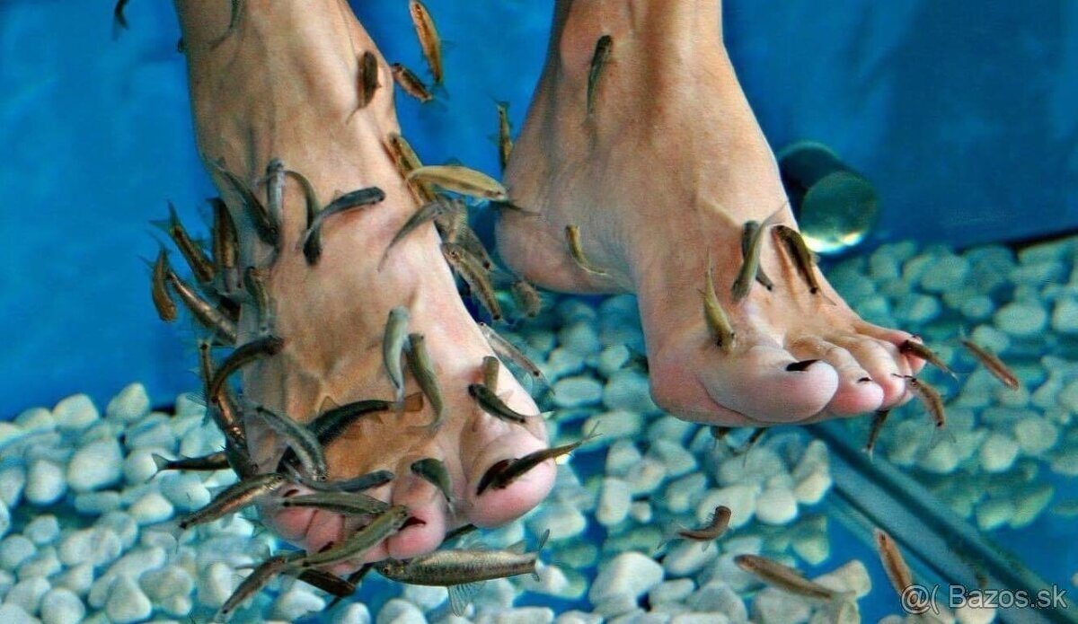 Neonka červená a jiné druhy ryb - 3