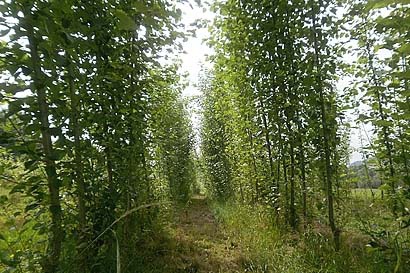 Japonský topoľ - 3