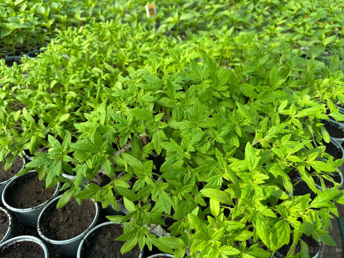 Predám priesady (pikírky) rajčín 0,10€ - 3