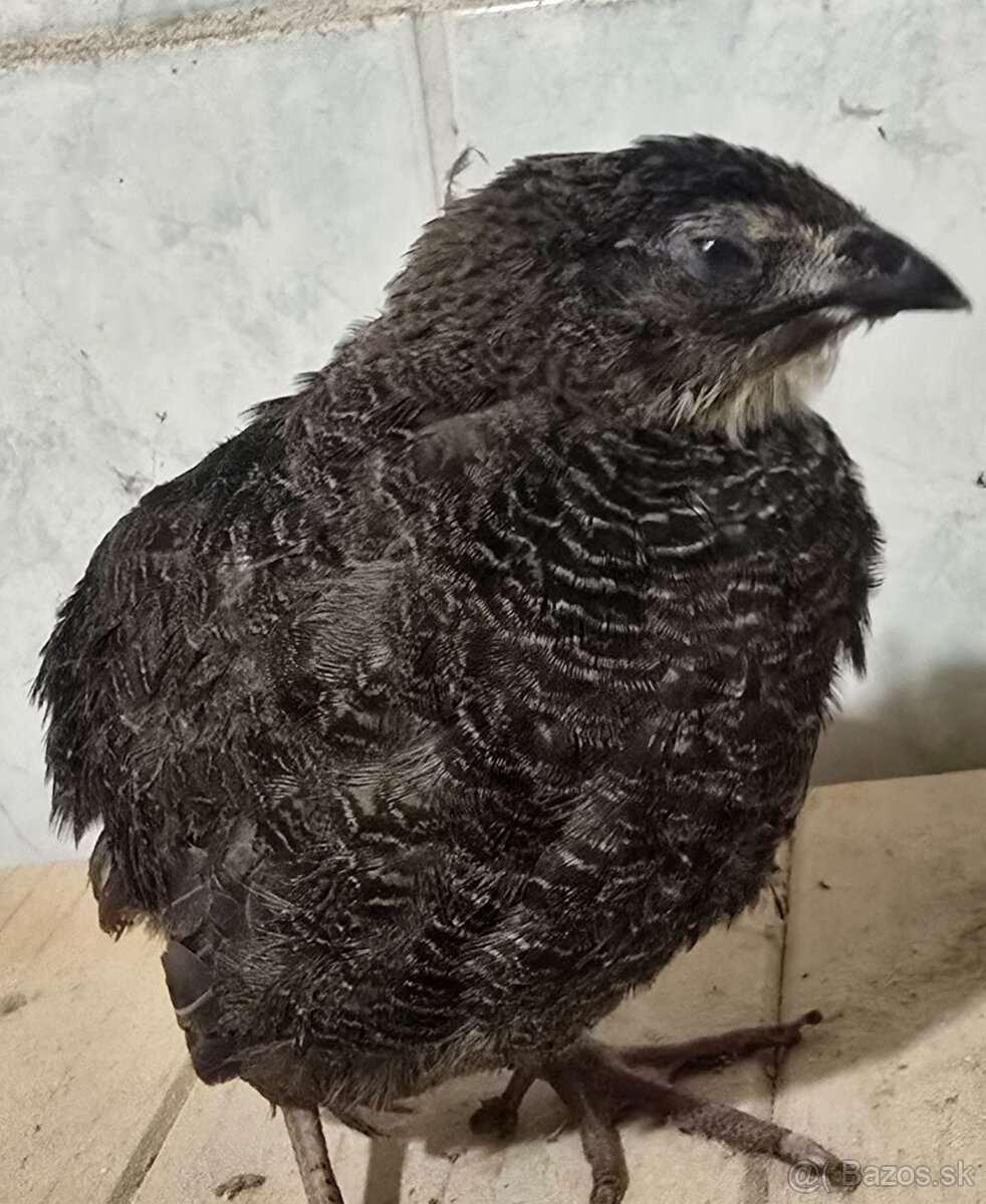 Prepelice, prepeličky - 3