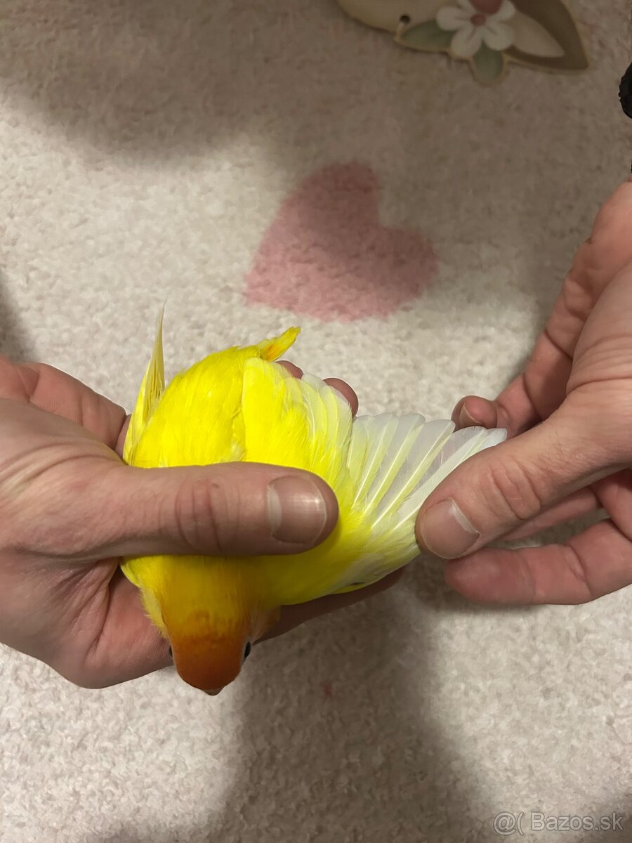 Agapornis Hnedohlavy - 3