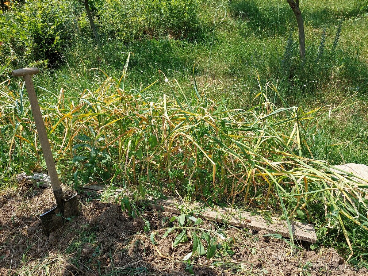 Predam domaci bio cesnak - 3