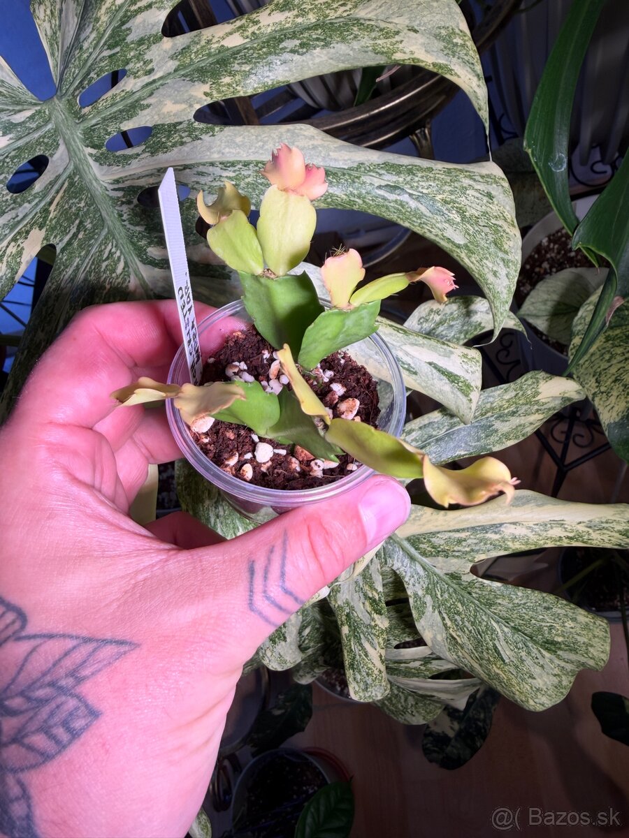 Schlumbergera cristen aurea variegata - 3