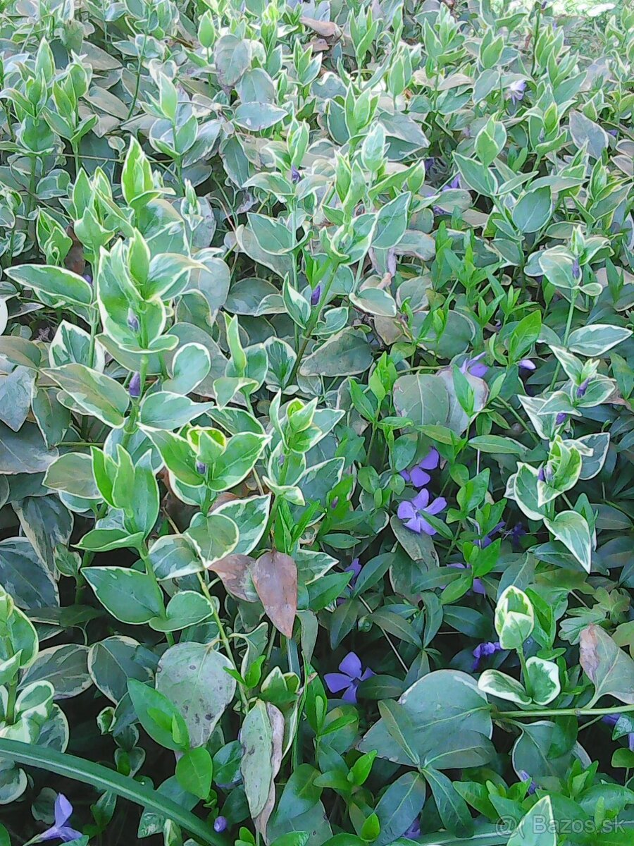 zimozelen panasovana - 3