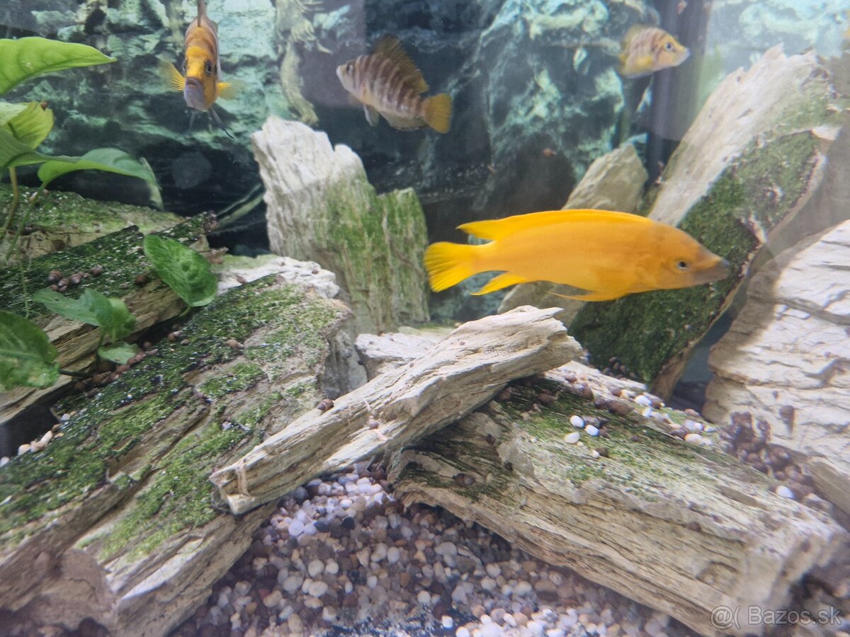 Predám Neolamprogus leleupi - 3