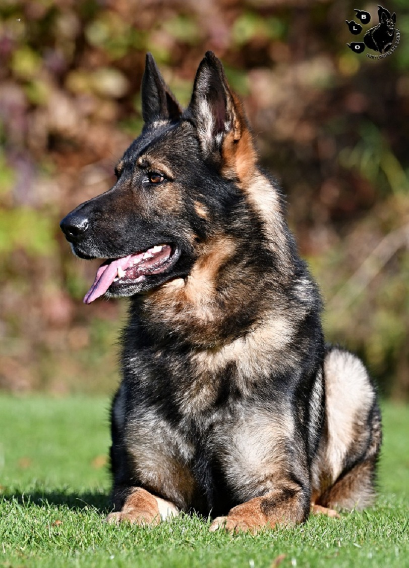 Nemecký ovčiak - šteniatka s PP - 3