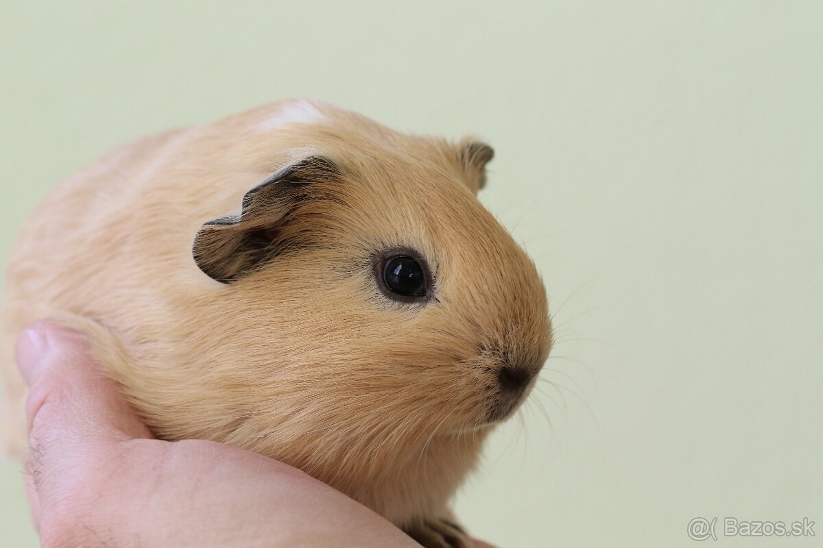 Predám morčatá, samec mesačný, samice ročné - 3