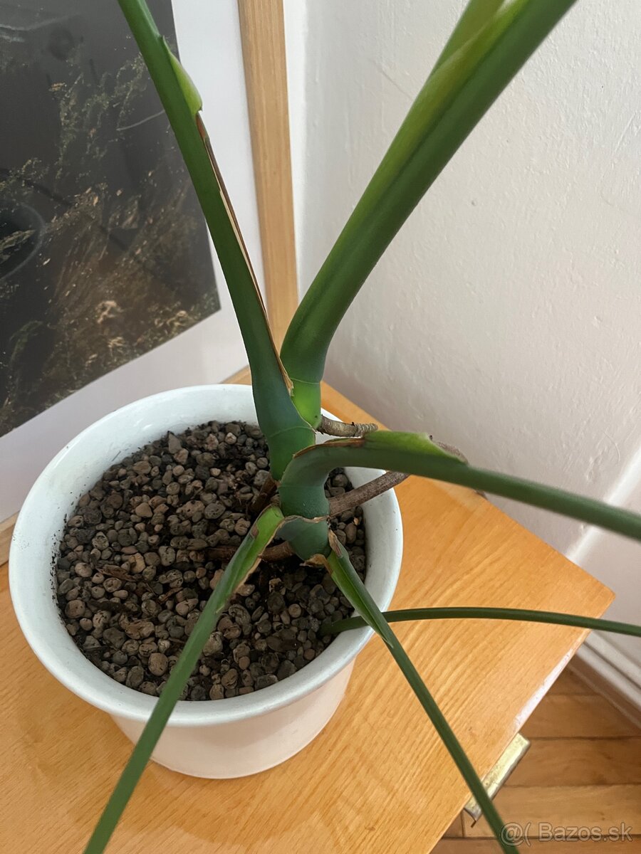 Monstera rastliny - 3