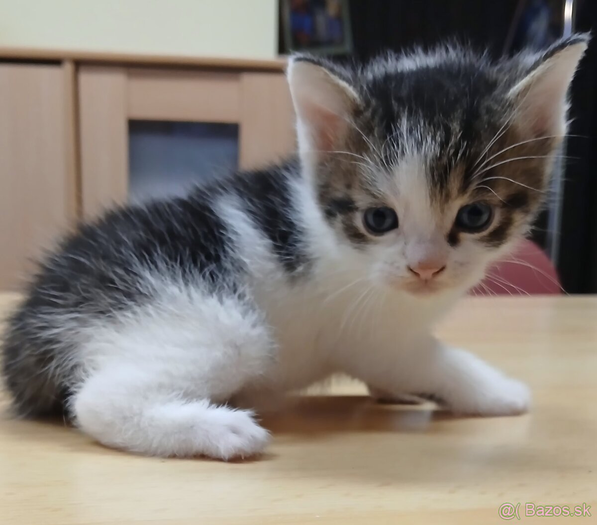 Mačiatko od Mikuláša - mačička rezervovaná - 3