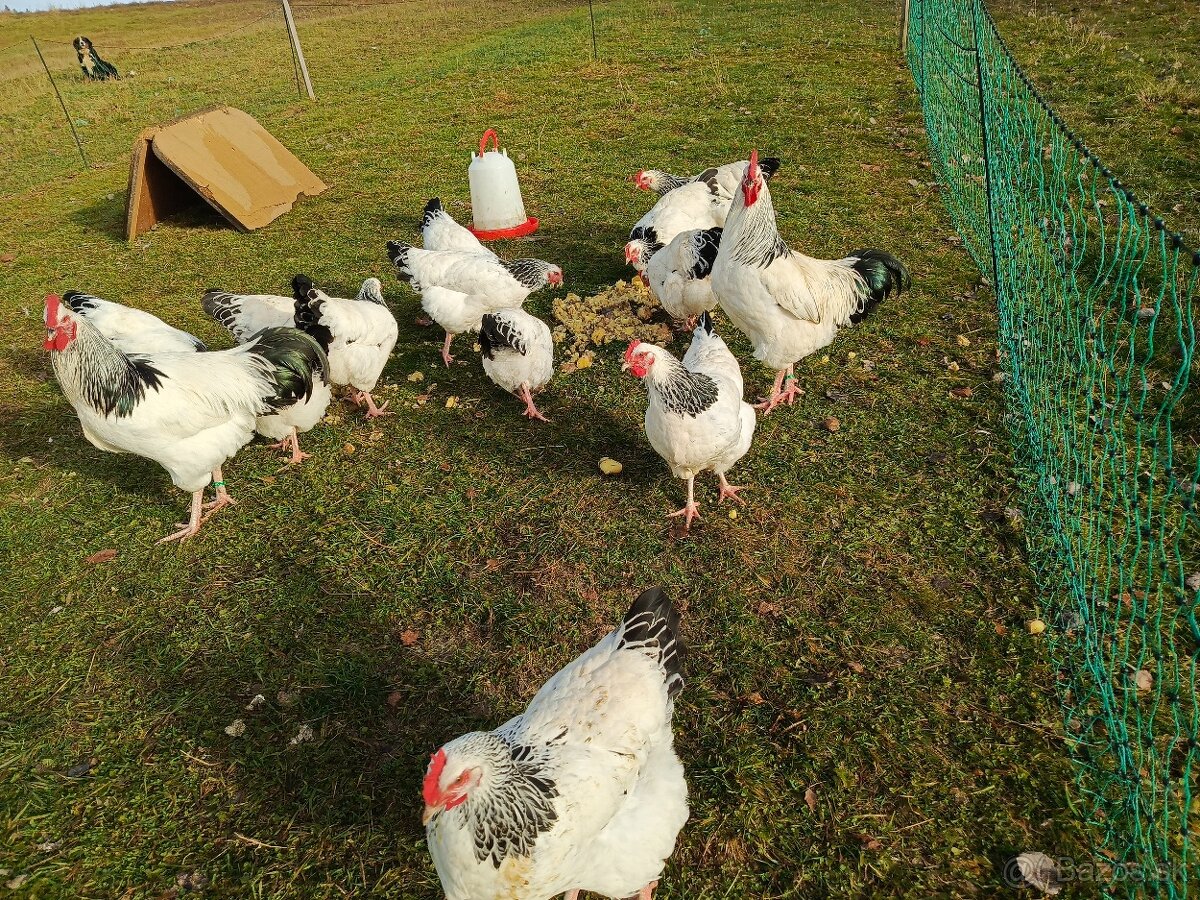 Predám nasadove vajíčka sasex - 3