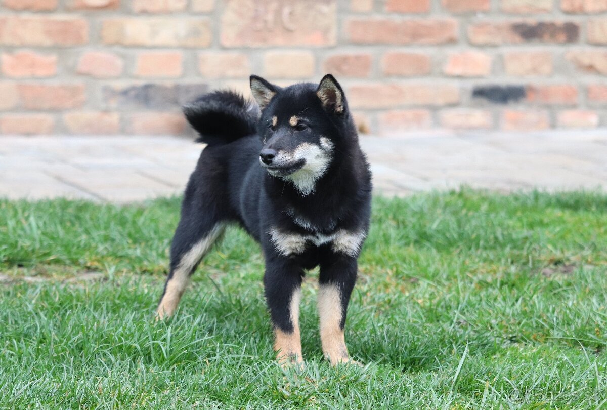 Shiba inu sučka s PP - 3