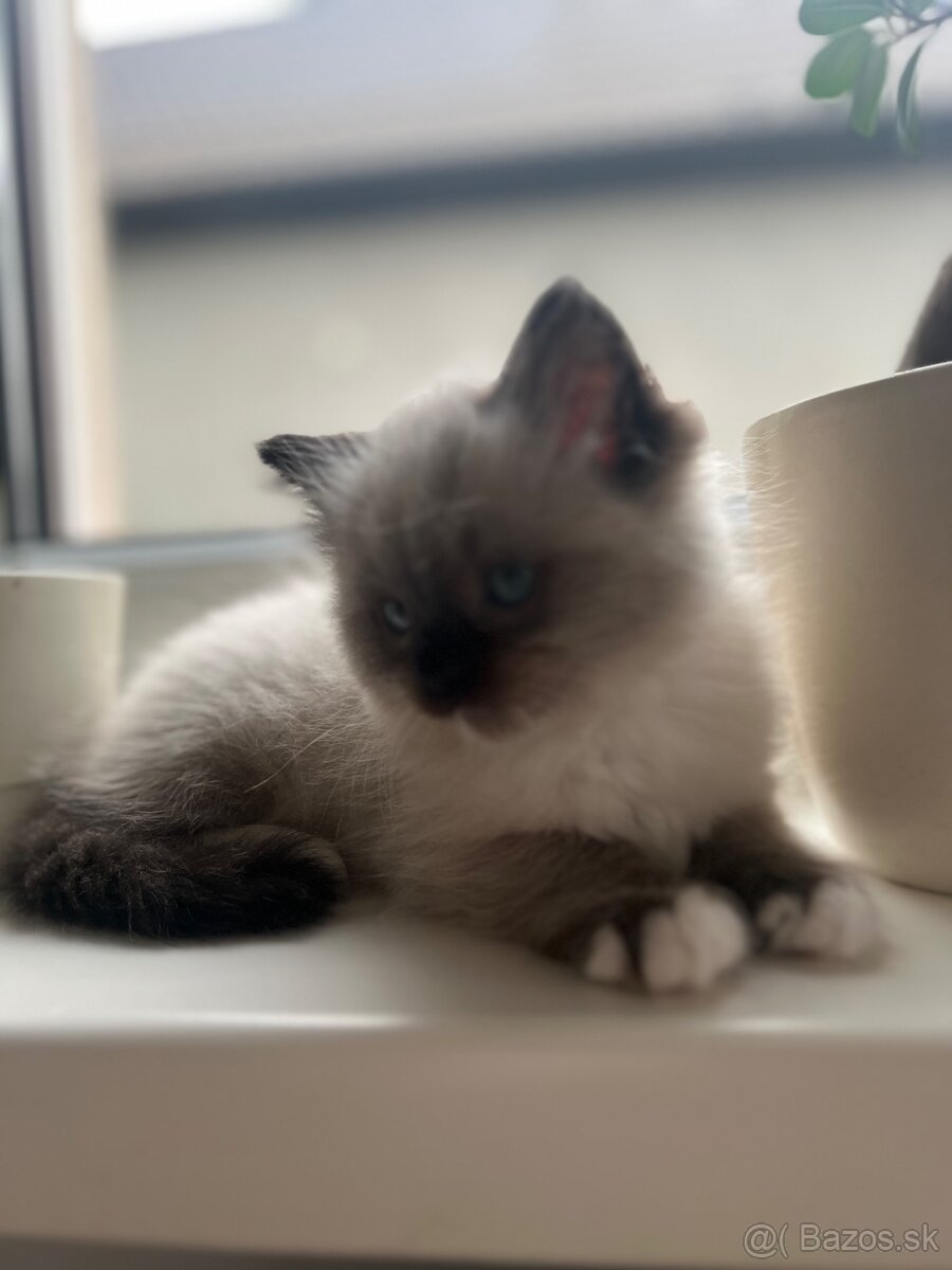 Mačiatka Ragdoll bez PP - 3