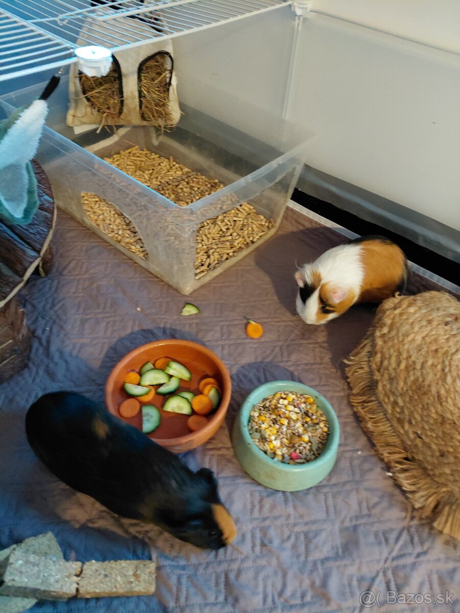 Morčatá aj s príslušenstvom - 3