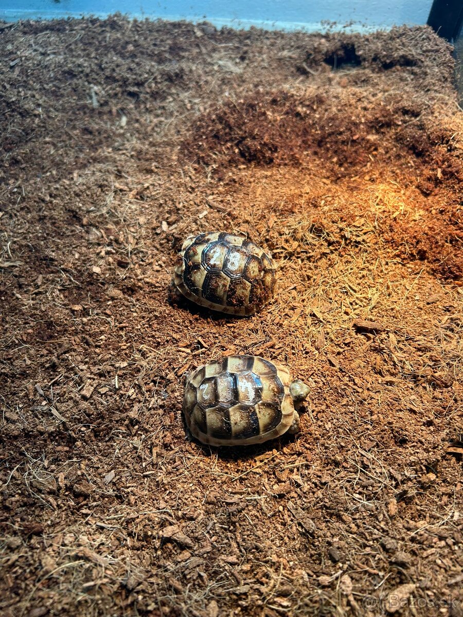 Suchozemské korytnačky s terariom - 3