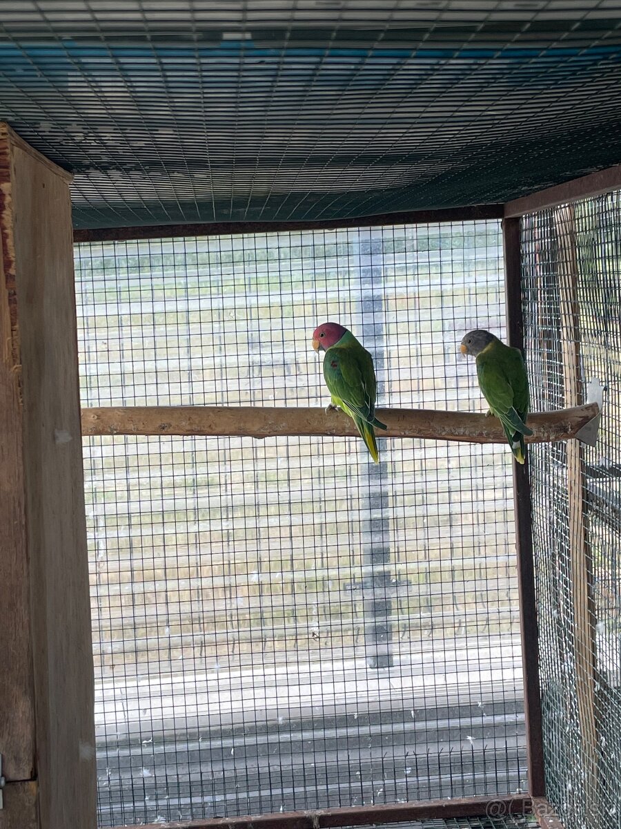 Alexander červenohlavy - 3