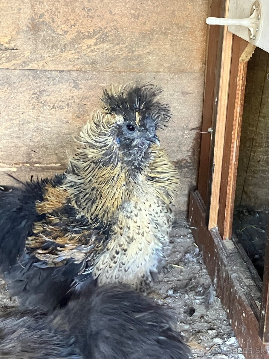 Predám mladého kohúta hodvábničky 🐓 - 3
