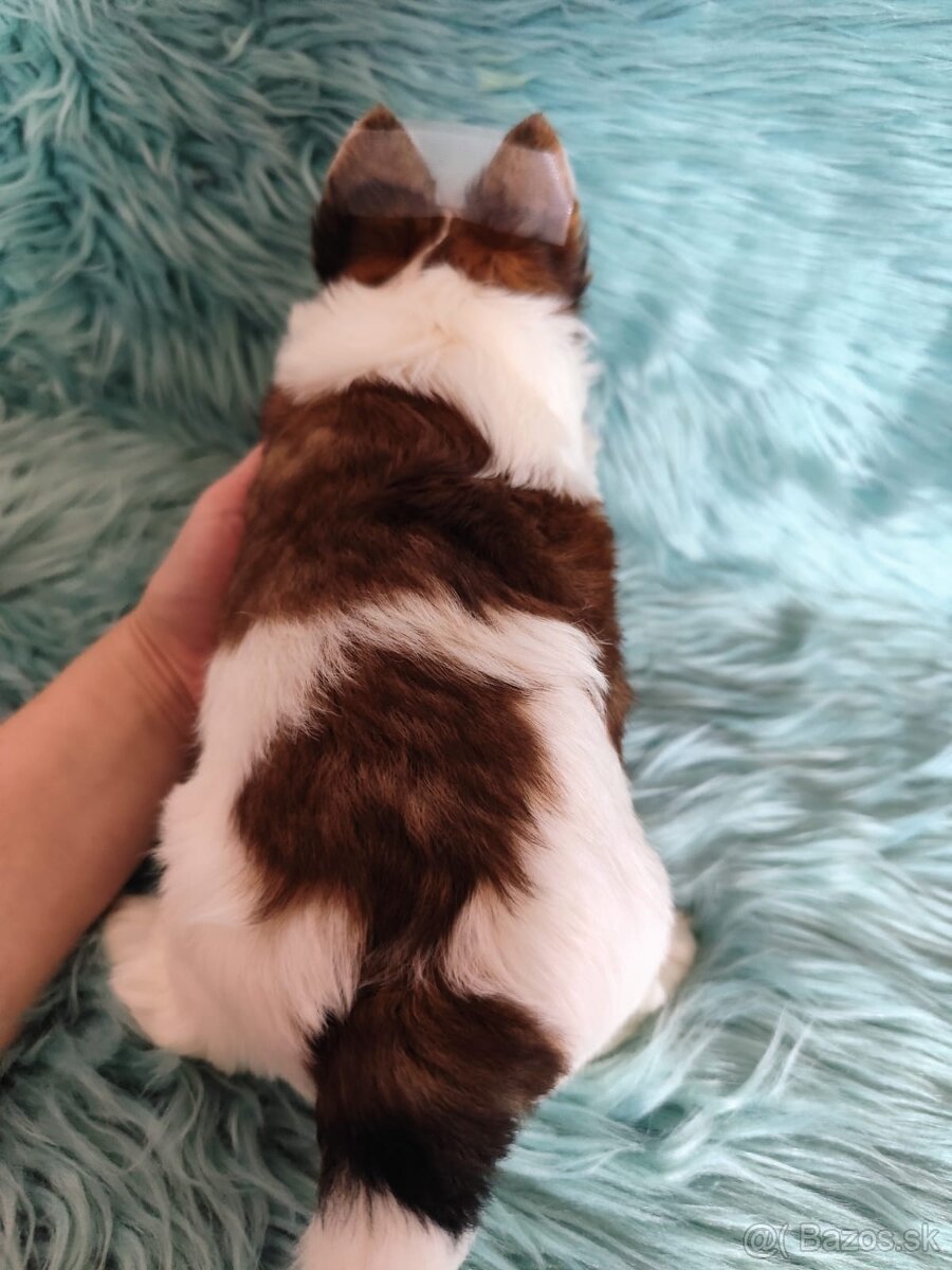 Yorkshire teriér, Biewer, Biro, Yorkshire teriér s PP - 3