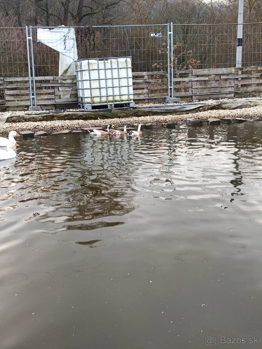 Indický bežec srnčí sedlatý - 3