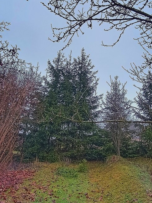 Vianočný stromček - smrek. - 3